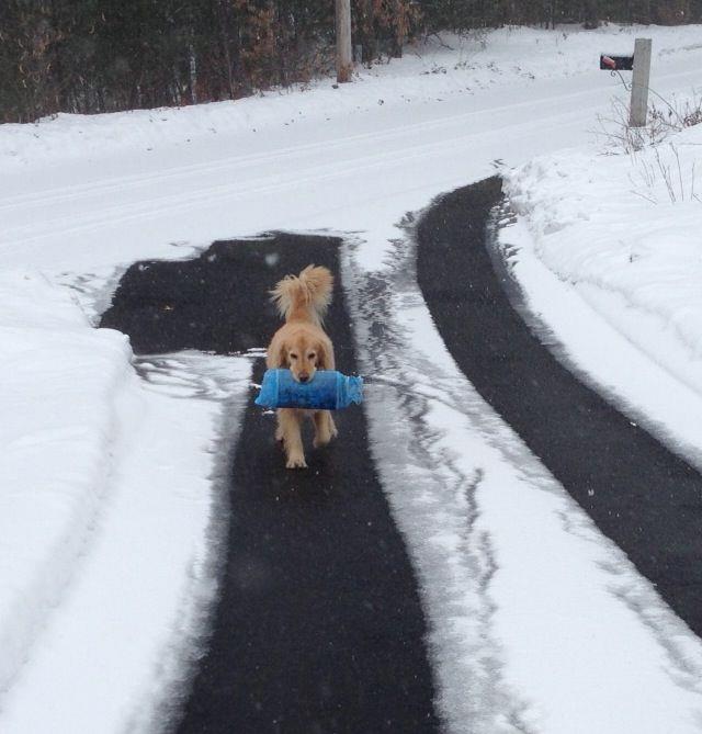 A heated asphalt driveway with heated tire tracks.