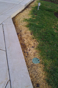 Grass alongside a driveway affected by salt runoff during the winters.